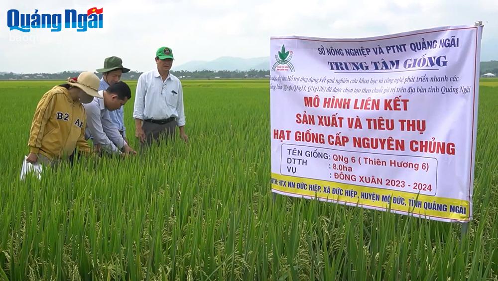 Phát triển các giống lúa theo chuỗi giá trị