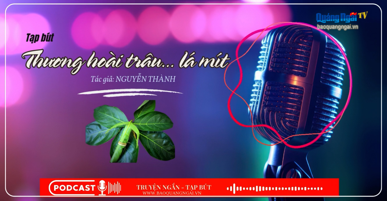 [Podcast]. Thương hoài trâu... lá mít