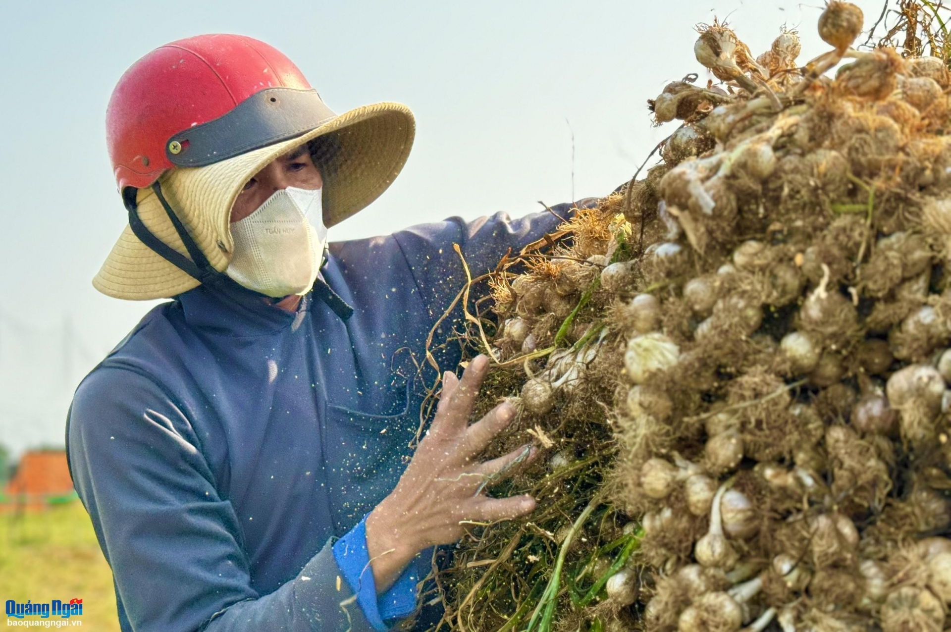 Mùa thu hoạch tỏi - Niềm vui chưa trọn vẹn