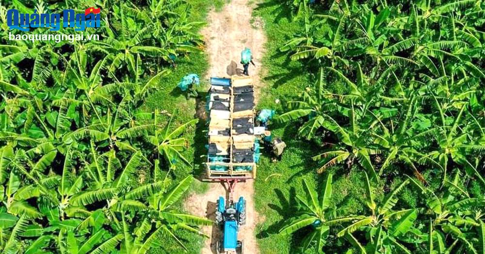 Tái cấu trúc công ty nông, lâm nghiệp: Còn nhiều khó khăn