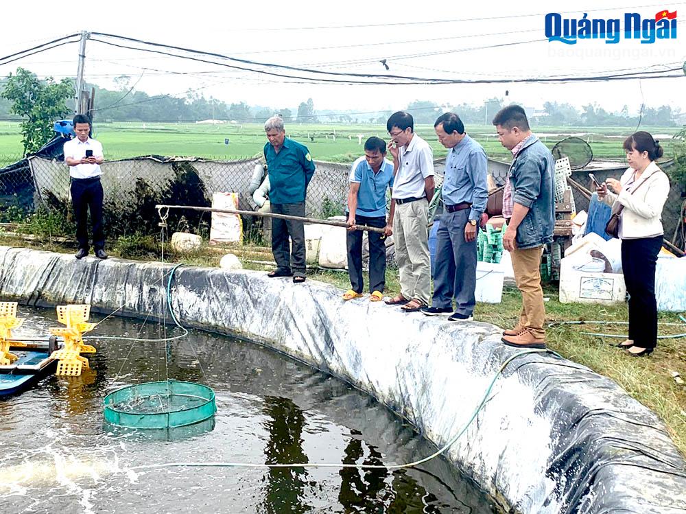 Cải tạo môi trường ao nuôi tôm