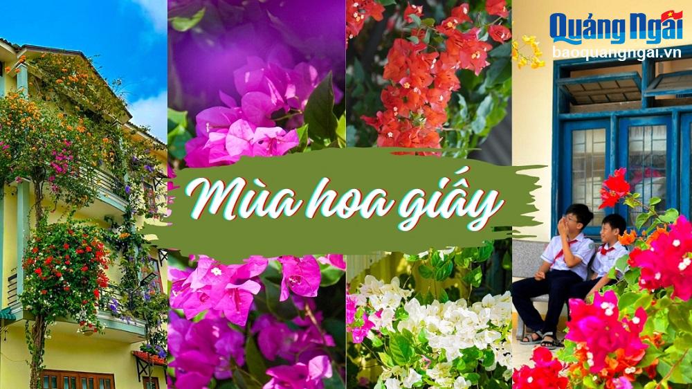 [Photo]. Mùa hoa giấy