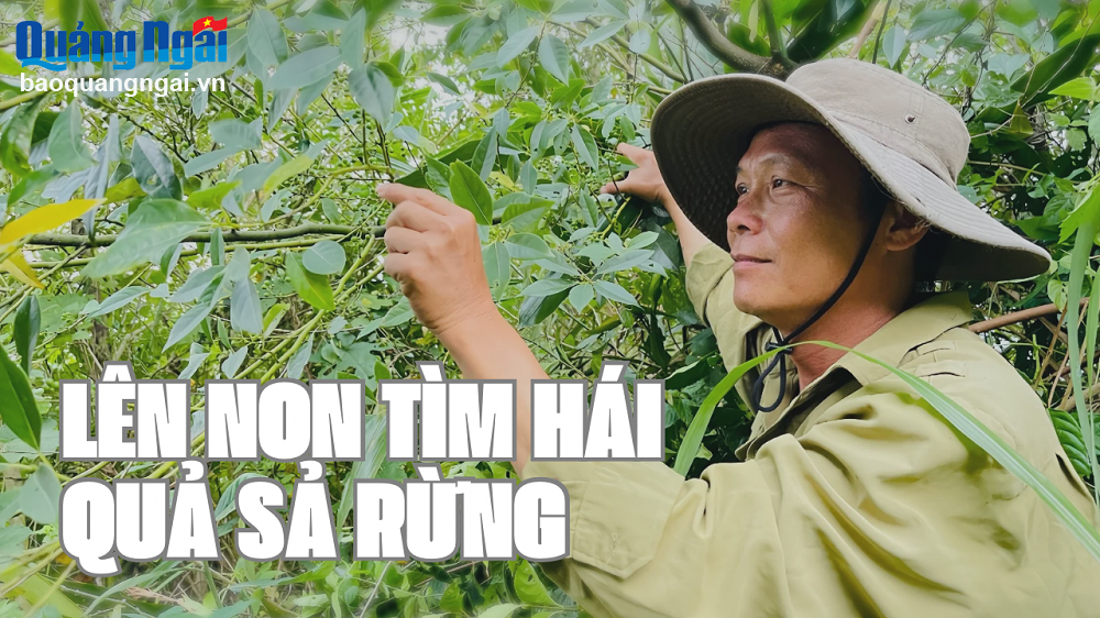 Lên non tìm hái quả sả rừng