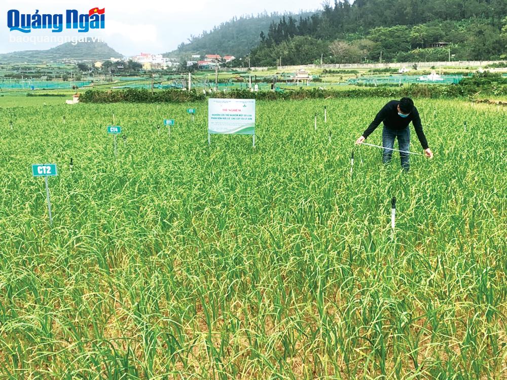 Trồng tỏi Lý Sơn theo tiêu chuẩn VietGAP