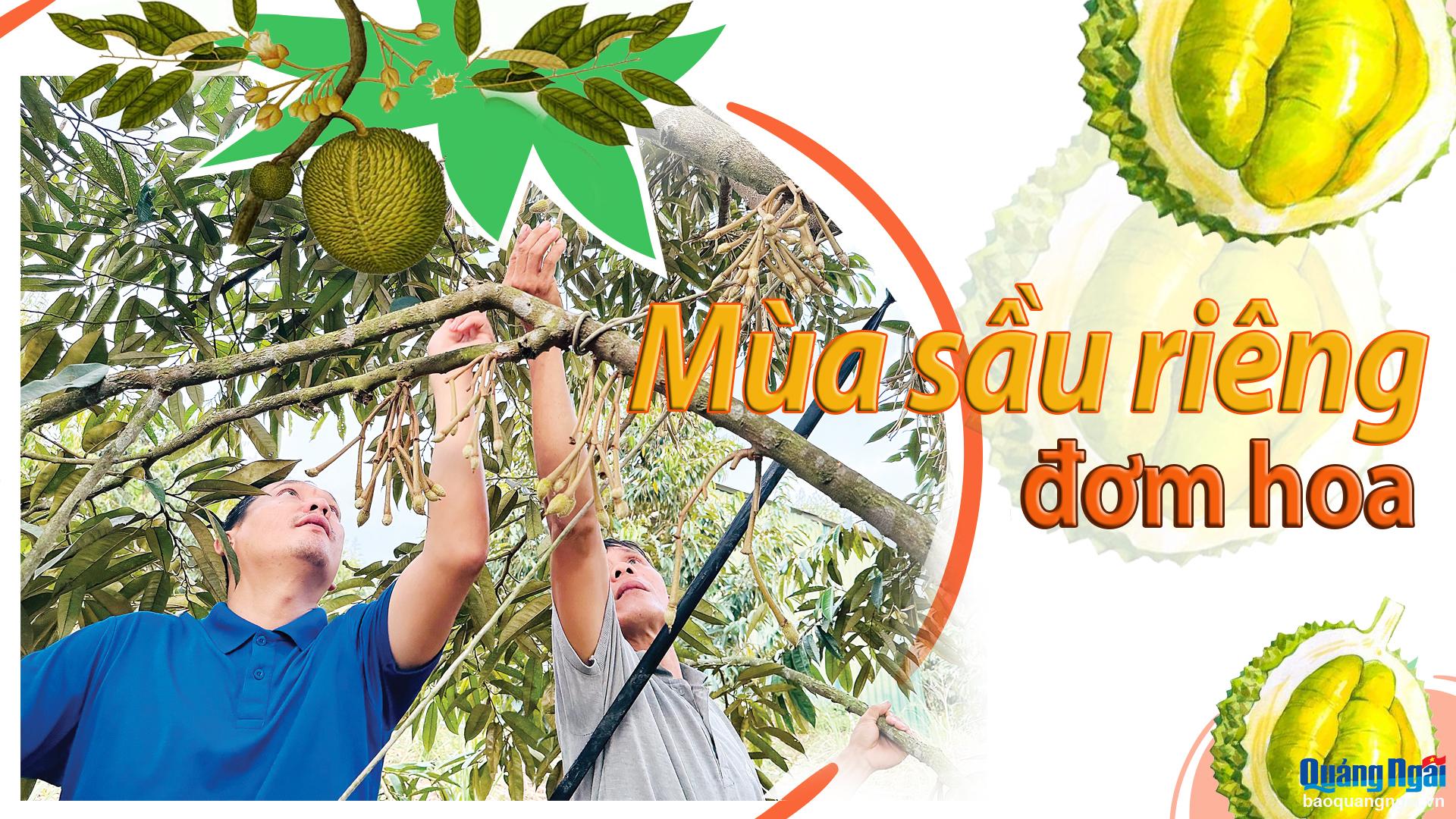 [Emagazine]. Mùa sầu riêng đơm hoa