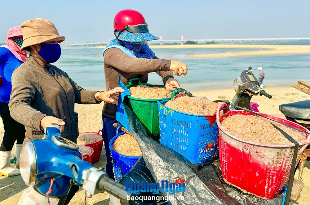 [Photos]. Ngư dân trúng ruốc biển