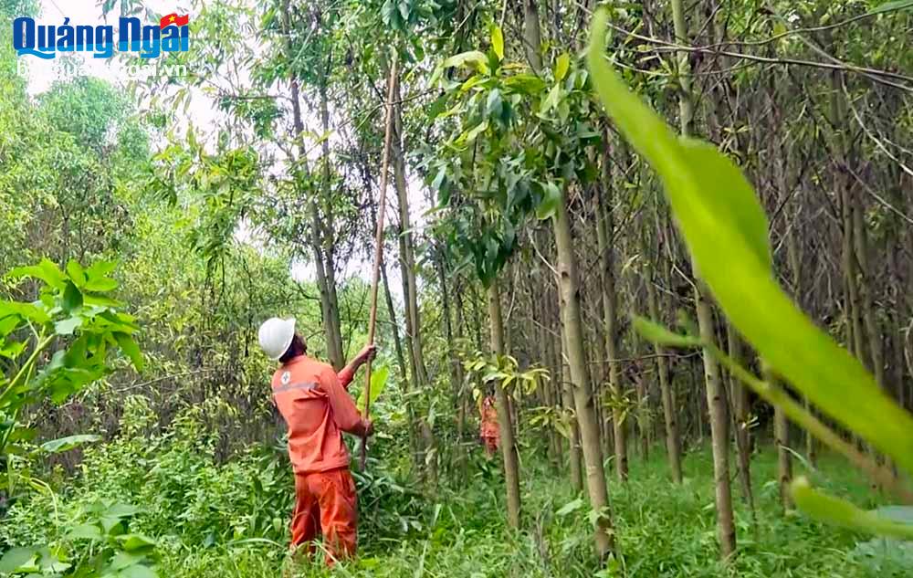 Bảo vệ hành lang an toàn lưới điện