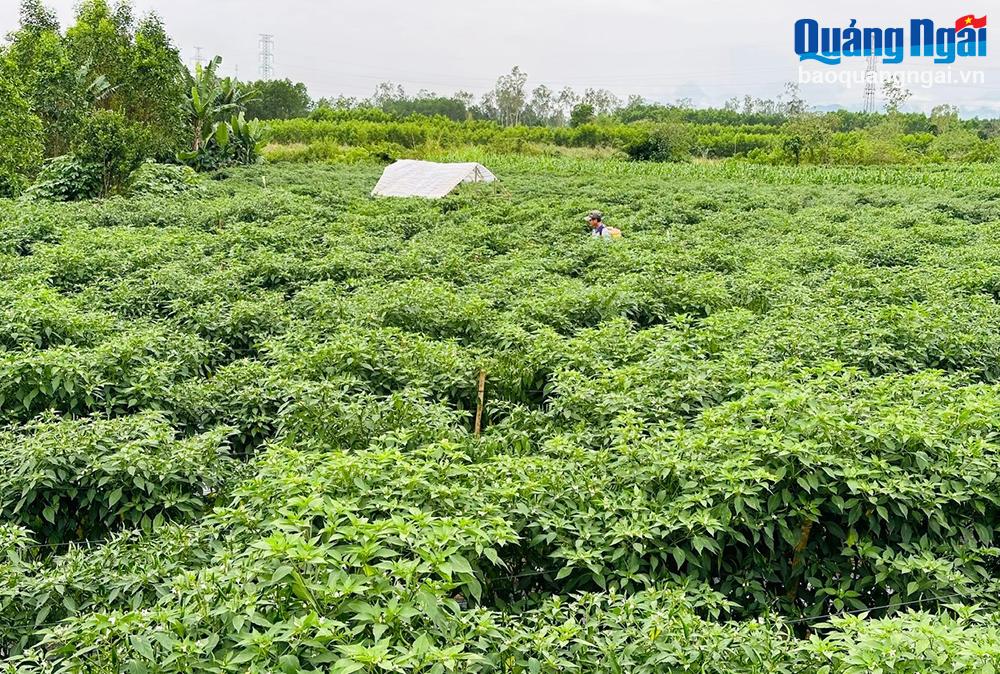 Phát triển nông nghiệp: Cần chính sách đủ mạnh