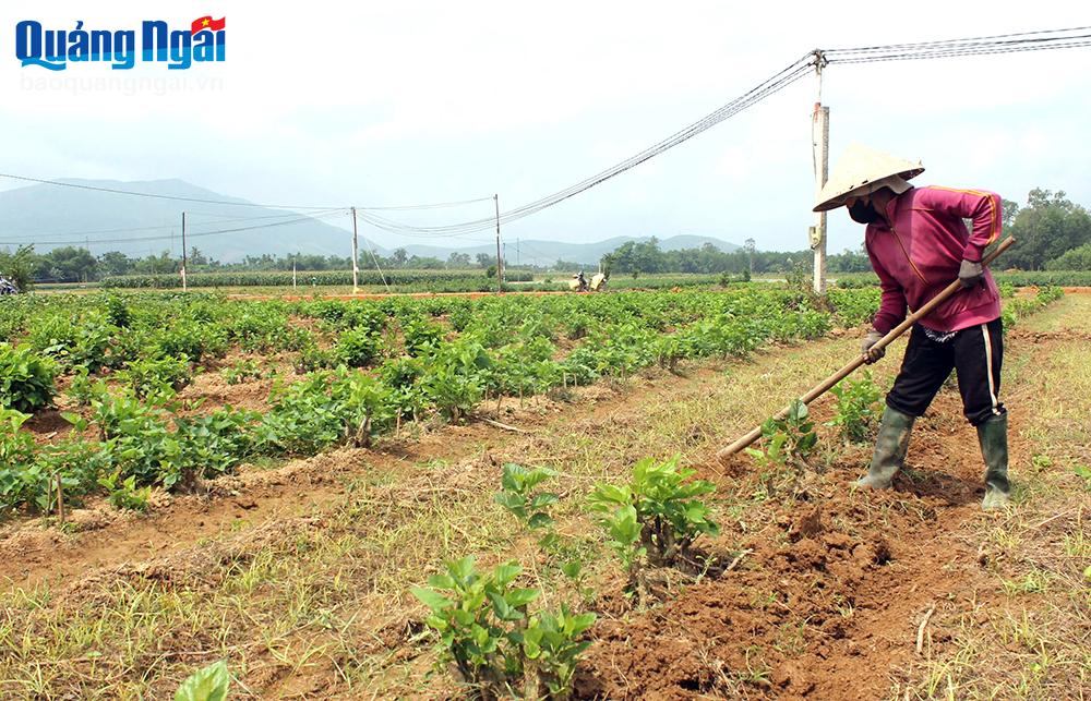 Khắc khoải dâu tằm