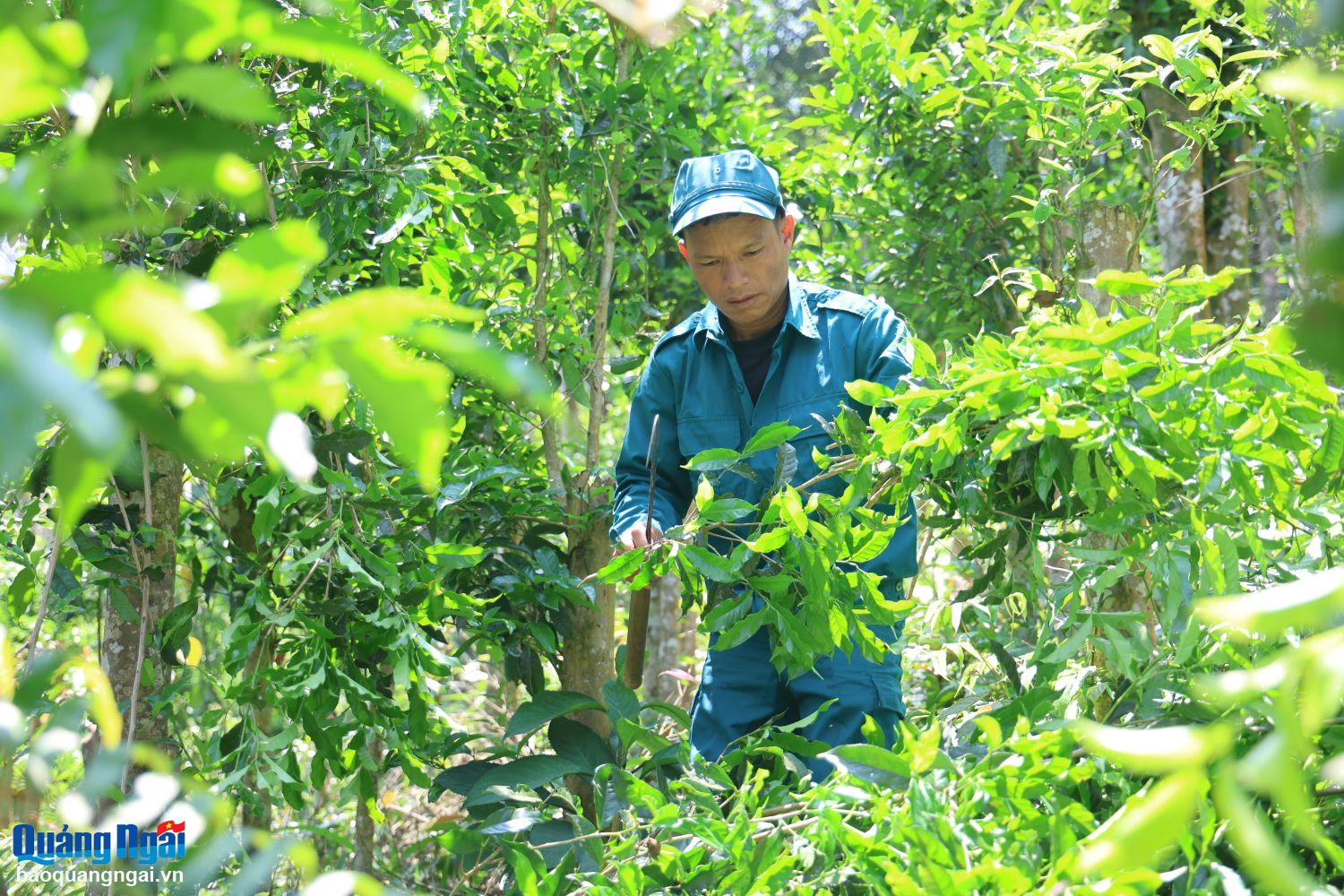 Trăn trở cây chè Cà Đam