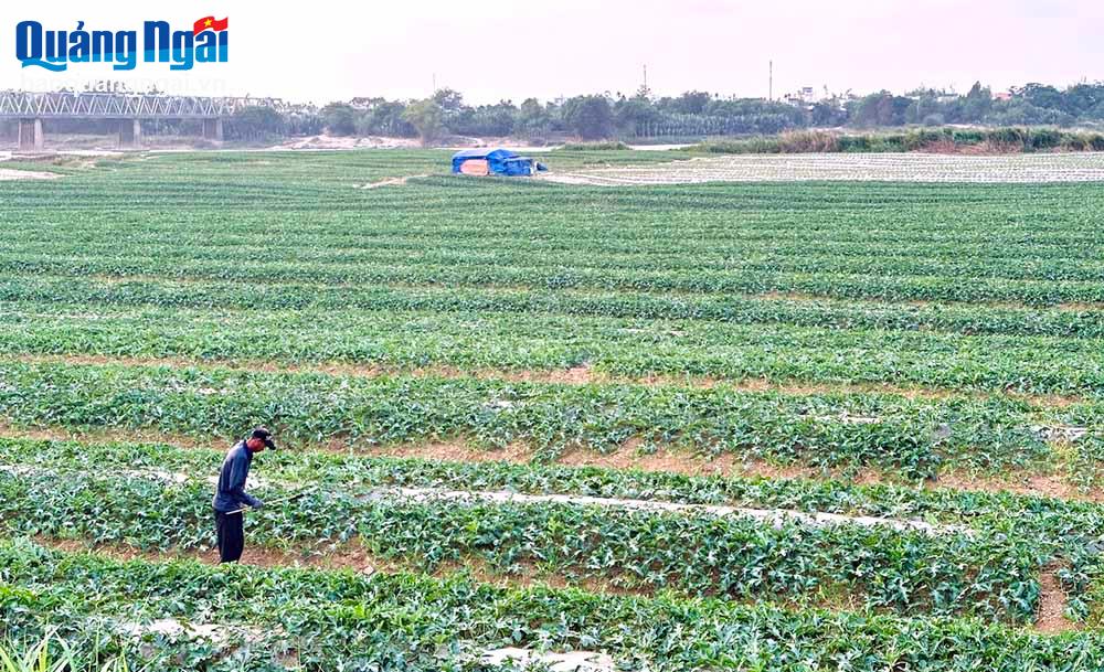 Xây dựng khu vực sản xuất rau, quả tập trung