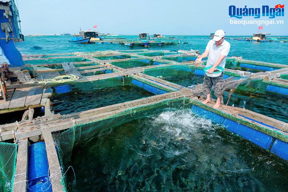 Cần có hướng đi bền vững cho nuôi trồng thủy sản trên biển