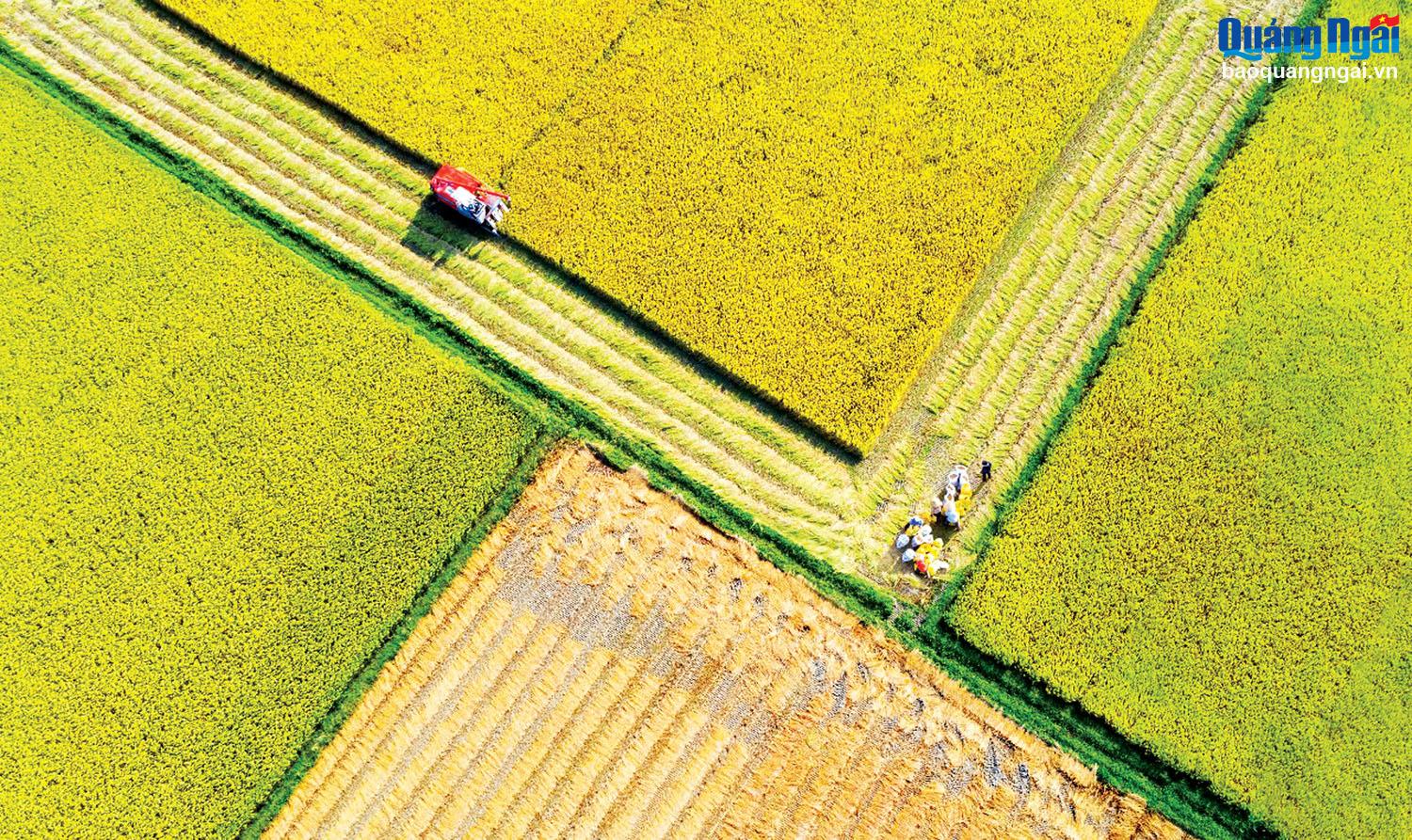 Huyện Mộ Đức đặt tên xã theo thứ tự con số