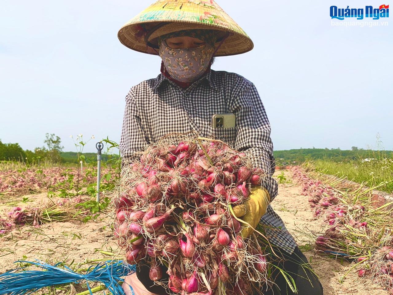 Nông dân Bình Hải vào vụ thu hoạch hành