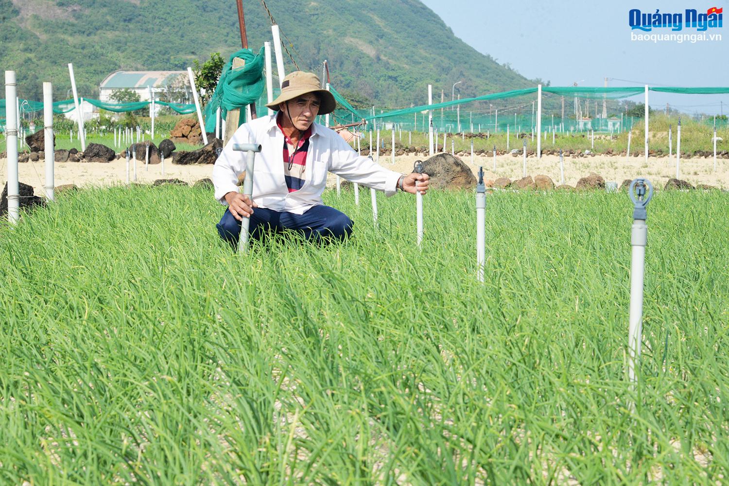 Nông dân tiên phong ứng dụng công nghệ ở Lý Sơn