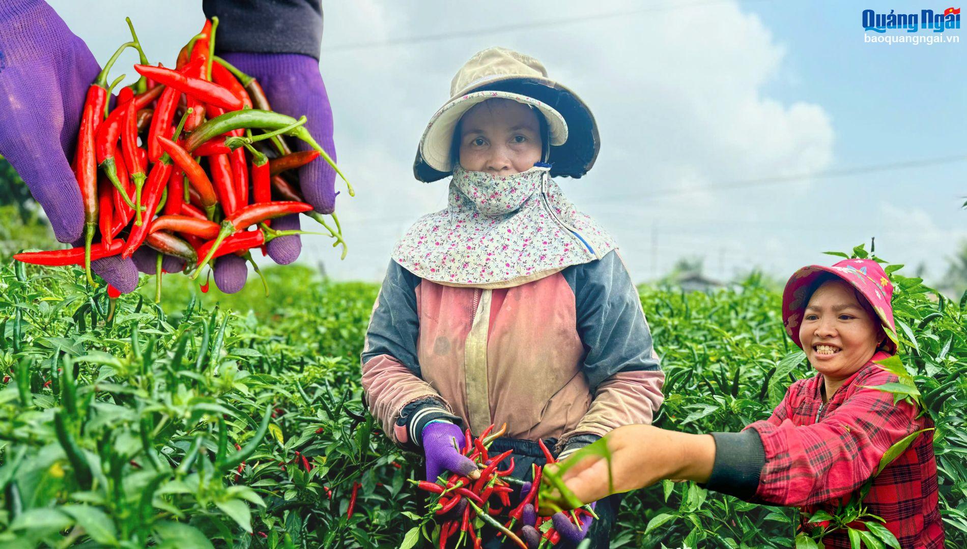 [Video]. Ớt tăng giá kỷ lục, nông dân phấn khởi