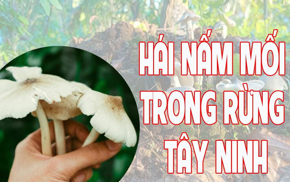 Hái nấm mối trong rừng Tây Ninh