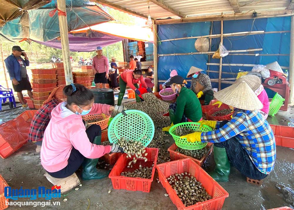 Chuyển đổi nuôi tôm sang ốc hương