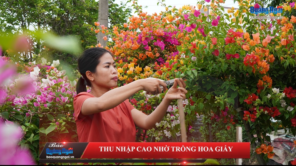 [Video]. Thu nhập cao nhờ trồng hoa giấy