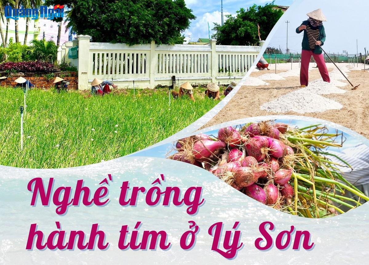 [Photos]. Nghề trồng hành tím ở Lý Sơn