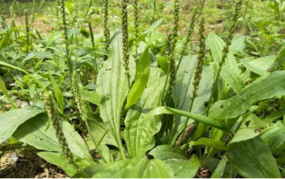 Nước lá mã đề có tác dụng chữa bệnh tuyệt vời ra sao?