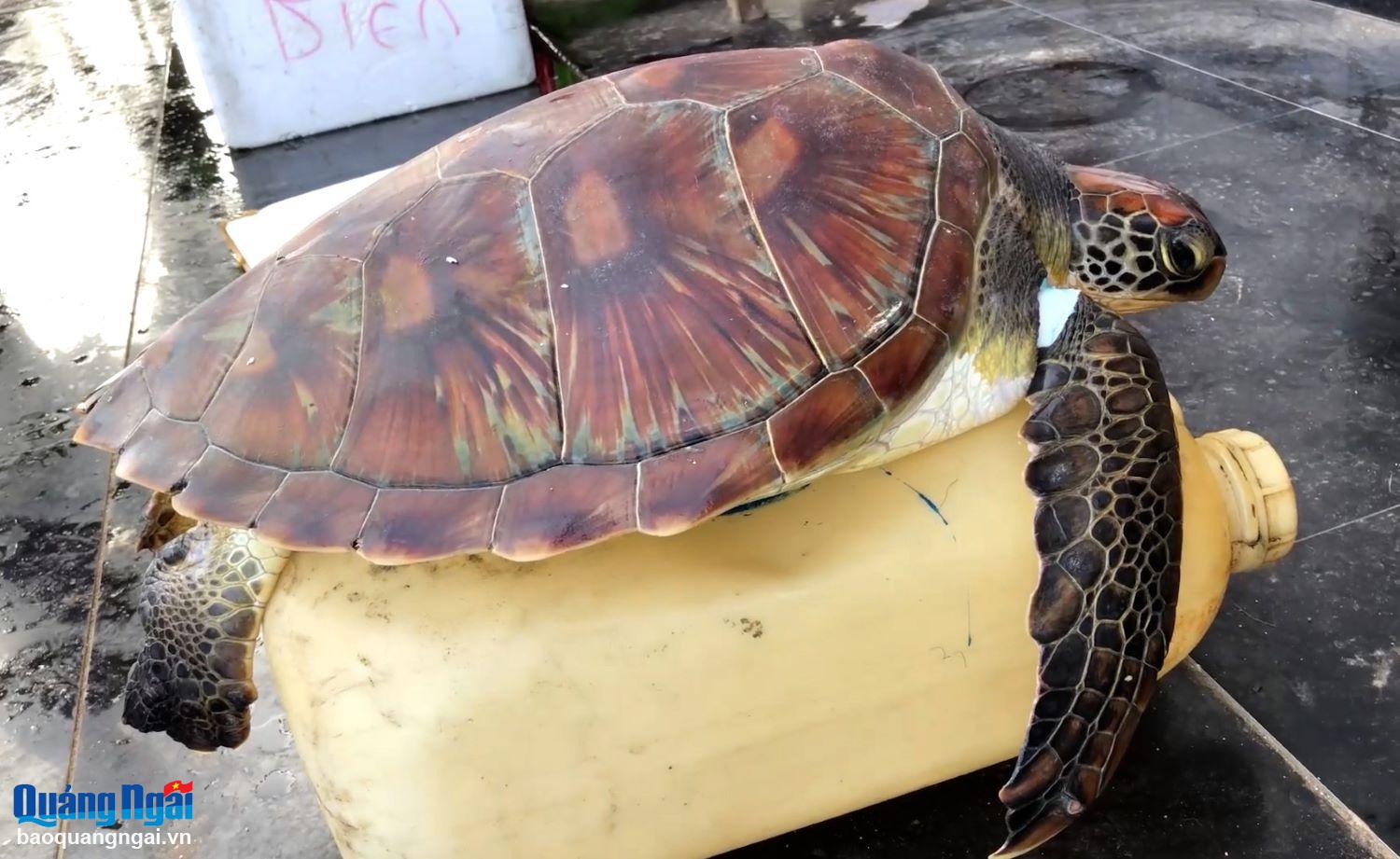 Cứu hộ thành công một cá thể rùa biển quý hiếm bị thương