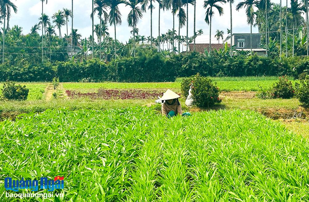 Nỗ lực về đích nông thôn mới