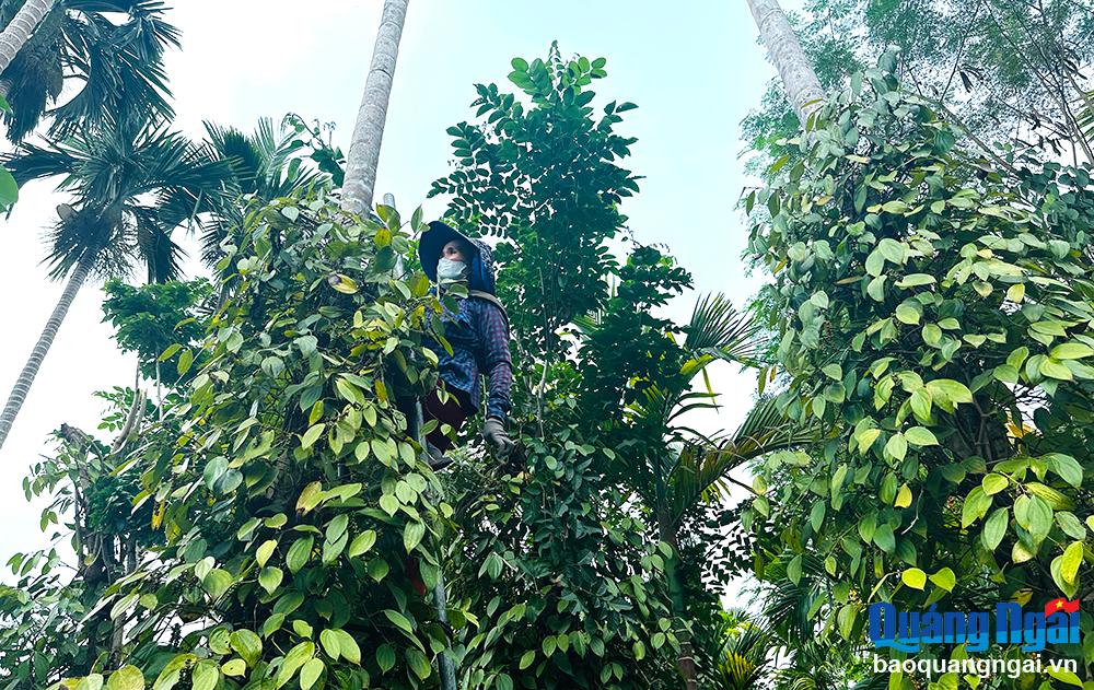 Vào mùa thu hoạch tiêu  