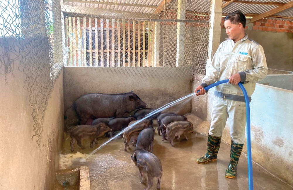 Chăn nuôi tổng hợp cho hiệu quả kinh tế cao