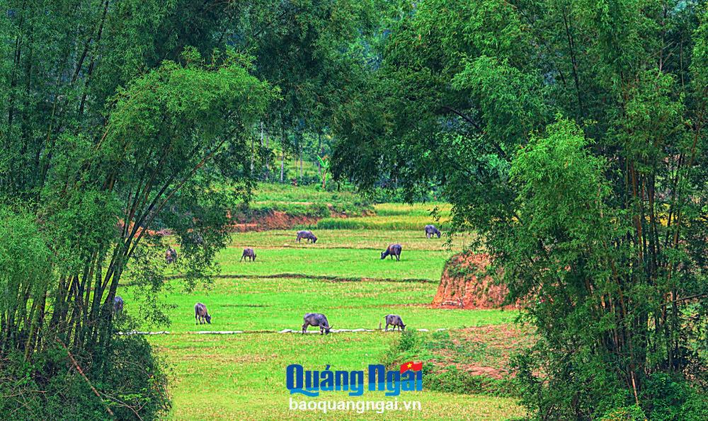 Tre đan vương vấn hồn quê