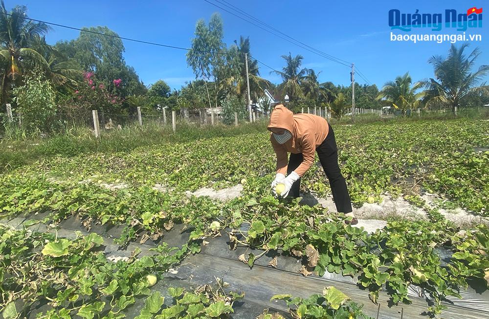 Trồng dưa lê trên vùng đất cát ven biển