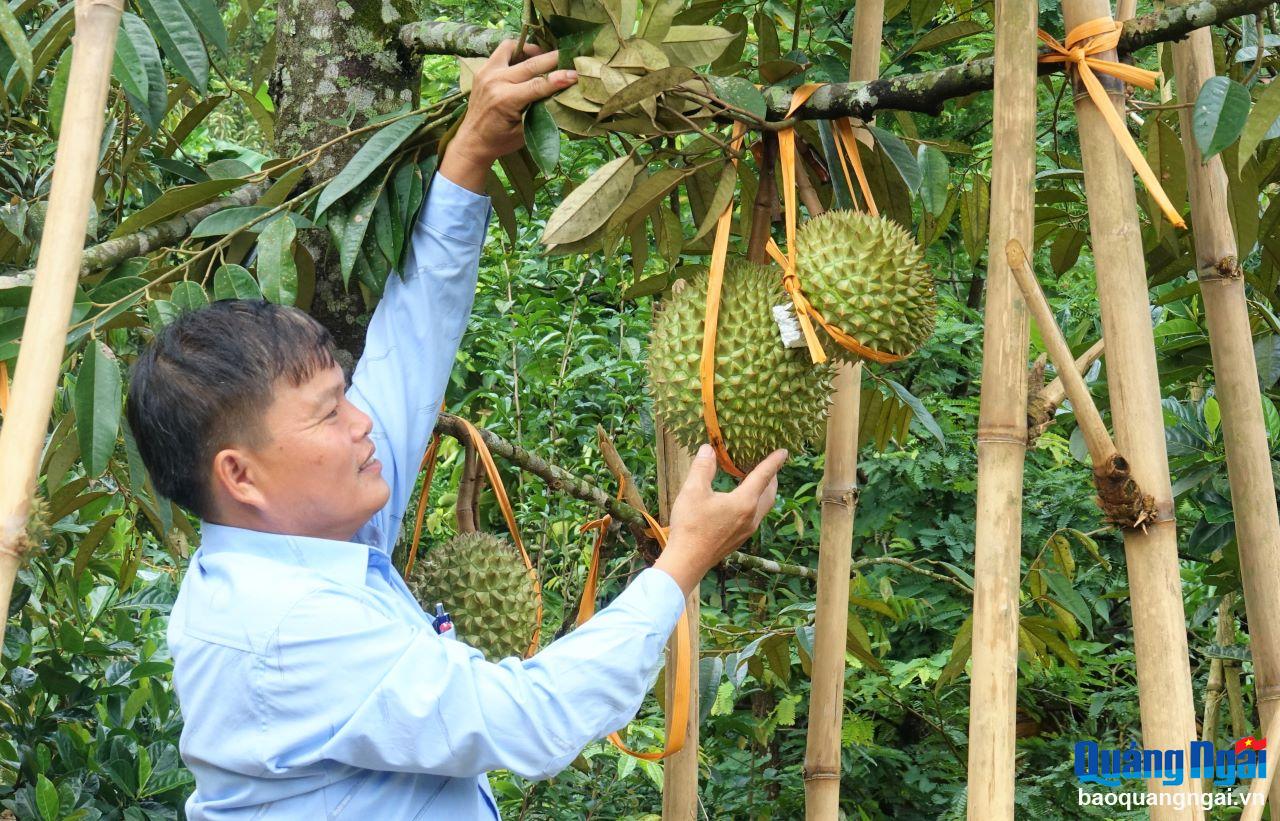 Triển vọng từ những cây trồng mới trên vùng cao Sơn Tây