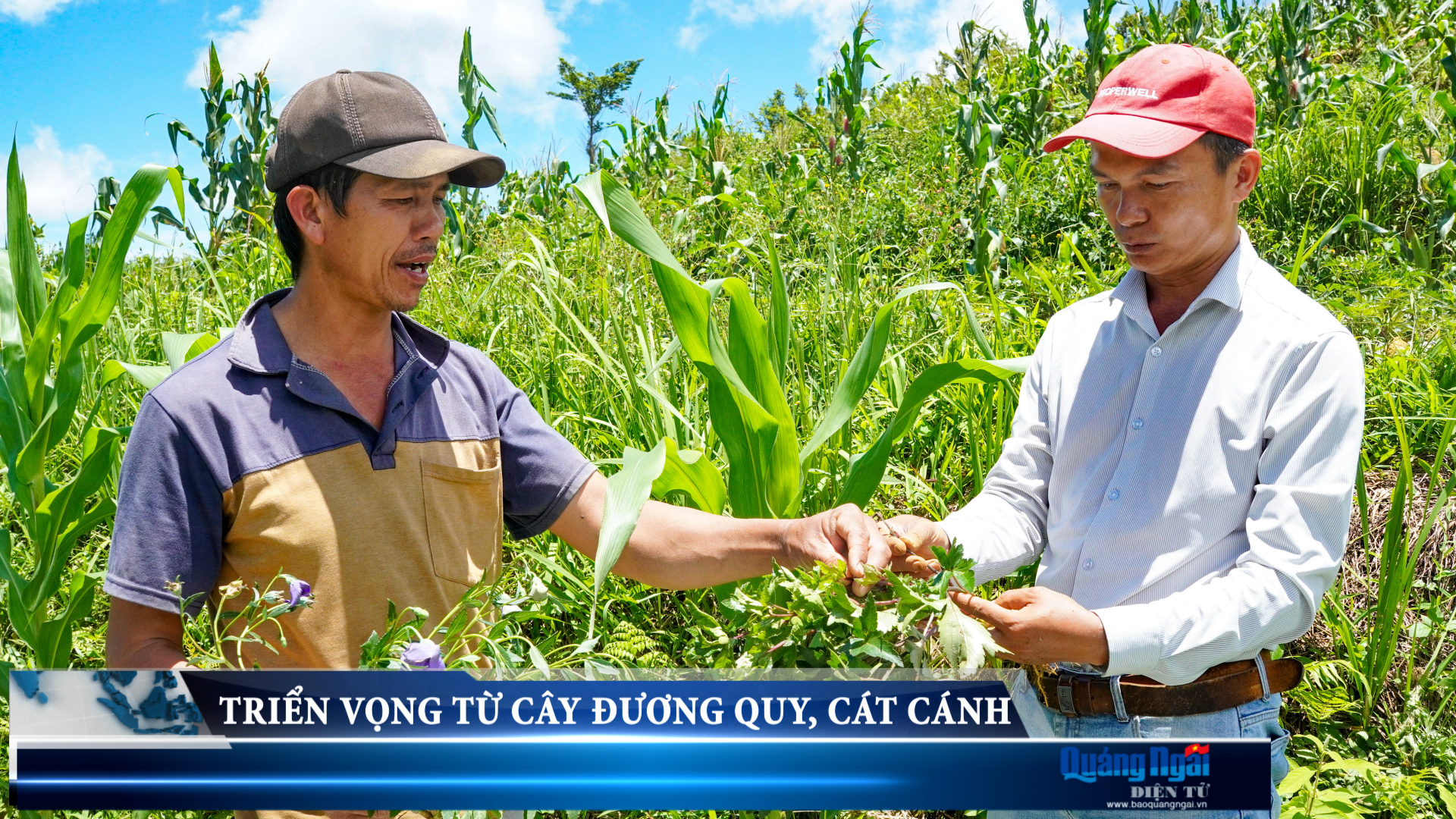 Video: Triển vọng từ cây đương quy, cát cánh