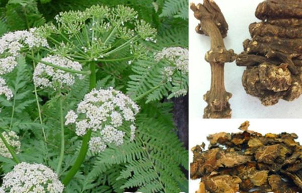 Món ăn, bài thuốc trị thiếu máu não từ xuyên khung