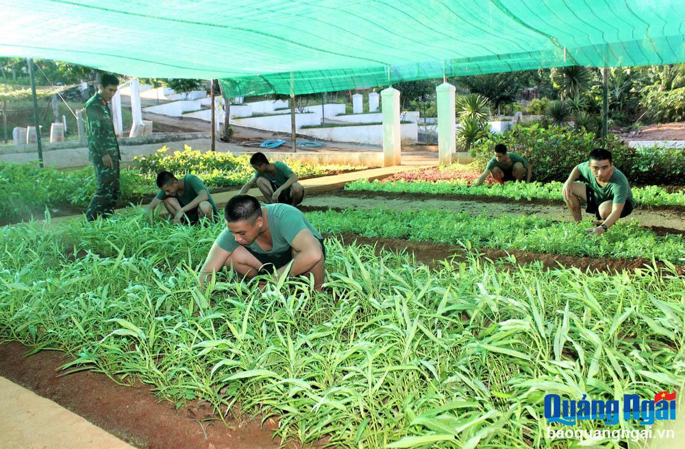 Bộ đội tăng gia sản xuất trên đảo tiền tiêu 