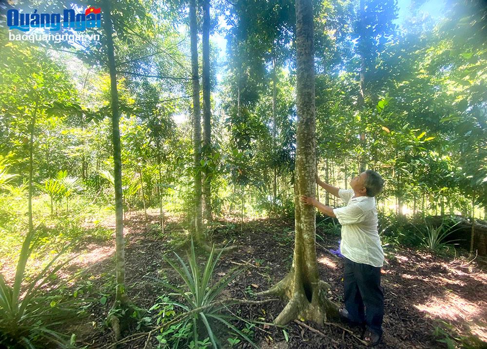 Lợi ích của trồng, bảo vệ rừng