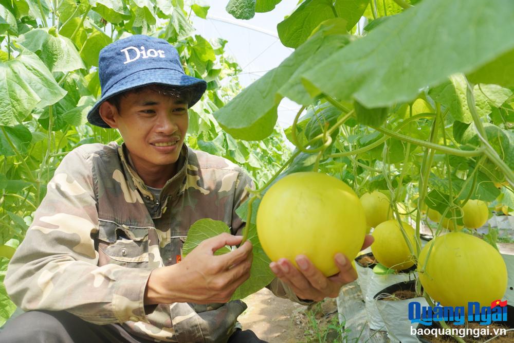 Triển vọng từ giống dưa mới 