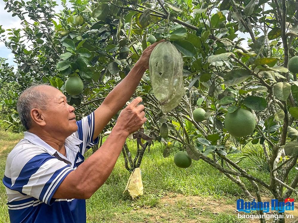 Cựu chiến binh gương mẫu, làm kinh tế giỏi