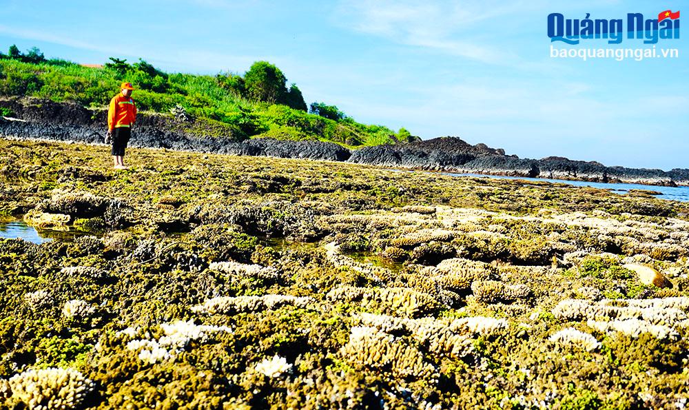 Bảo tồn hệ sinh thái biển ở Gành Yến 