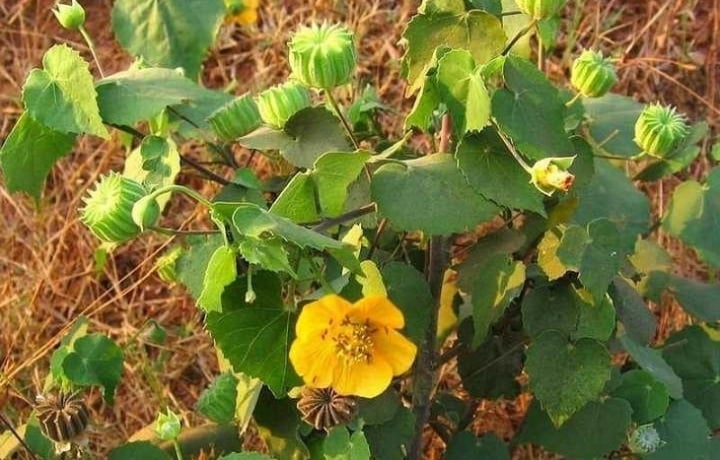 Tác dụng của cây cối xay với sức khoẻ