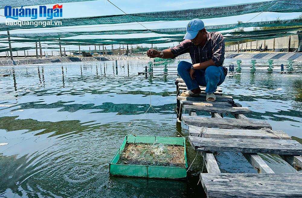 Nuôi tôm an toàn dịch bệnh