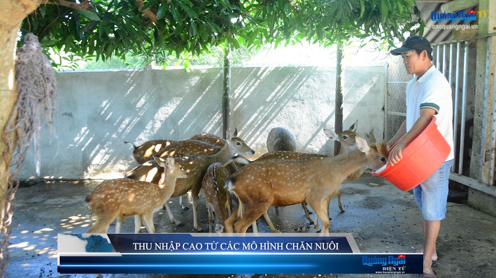 Video: Thu nhập cao từ các mô hình chăn nuôi