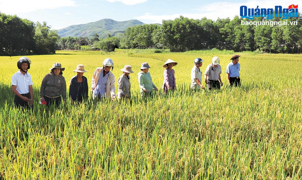 Trồng lúa “1 phải, 5 giảm” hiệu quả cao