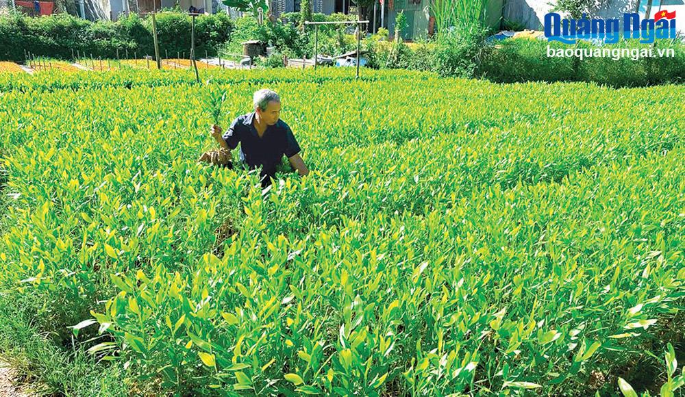 Chuẩn bị nguồn cây giống cho vụ trồng rừng năm 2023