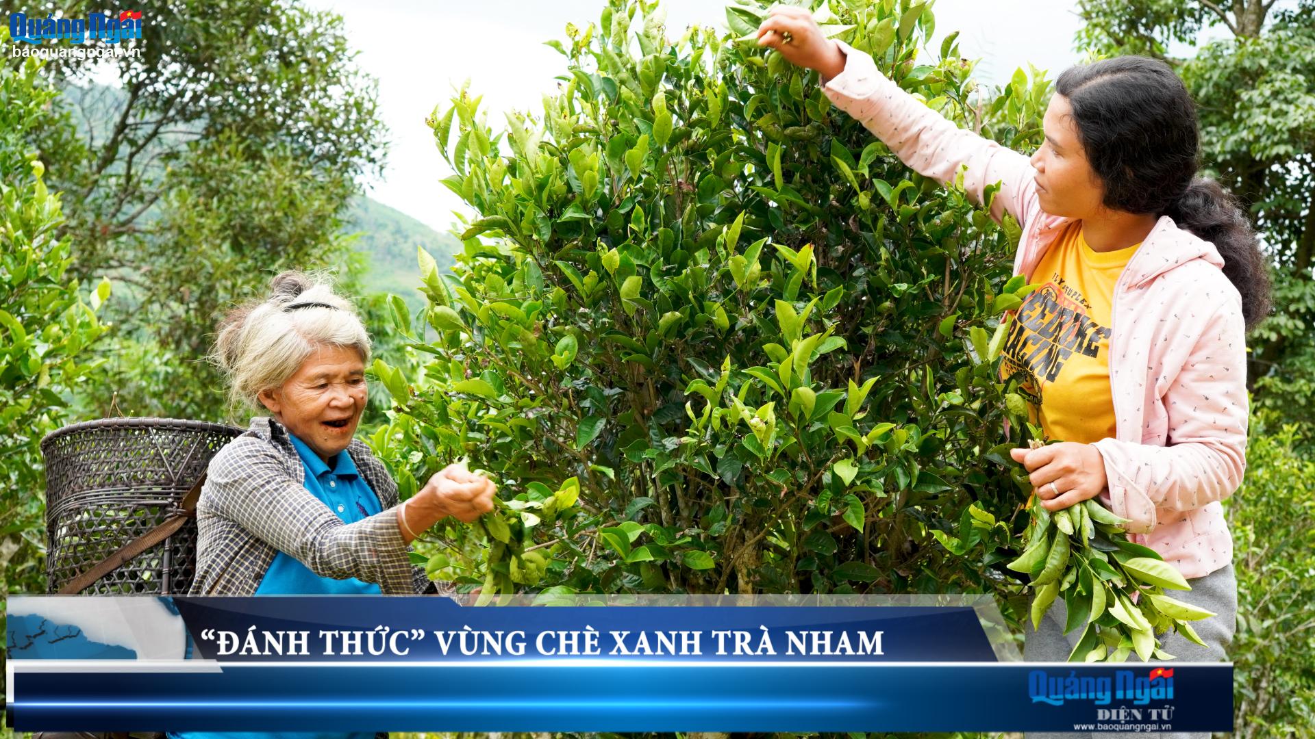 Video: Đánh thức vùng chè xanh Trà Nham