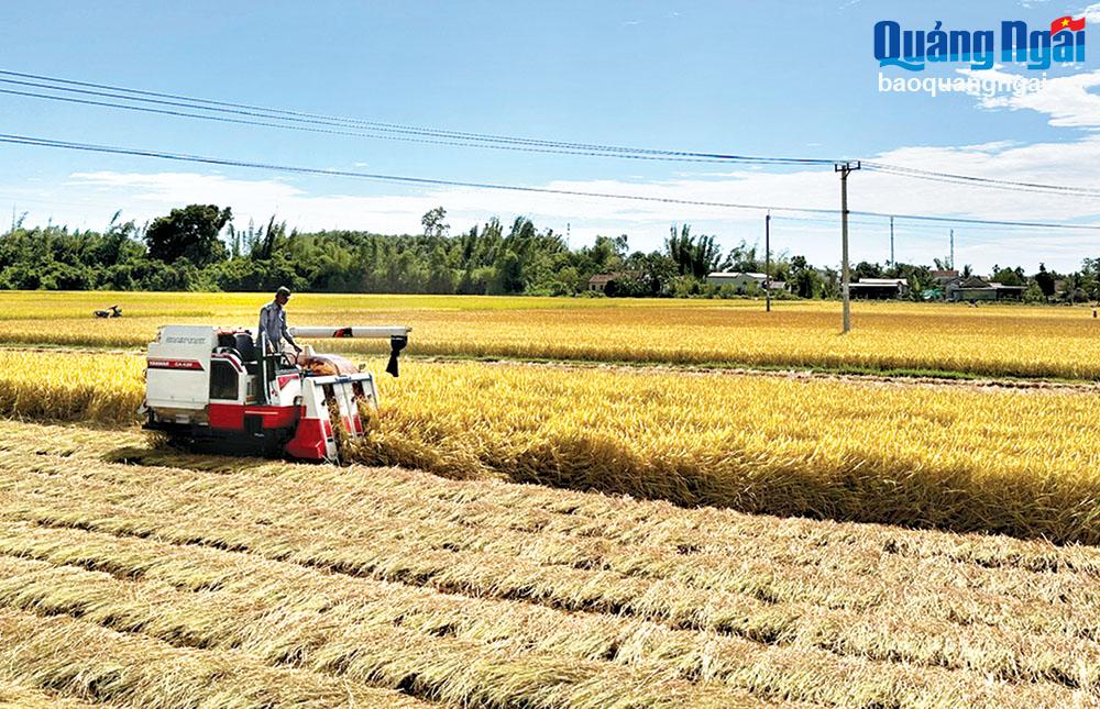 Liên kết sản xuất lúa giống