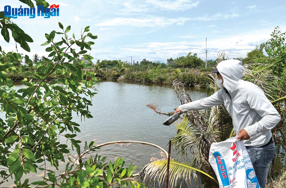 Hiệu quả từ nuôi cá điêu hồng kết hợp tôm, cua