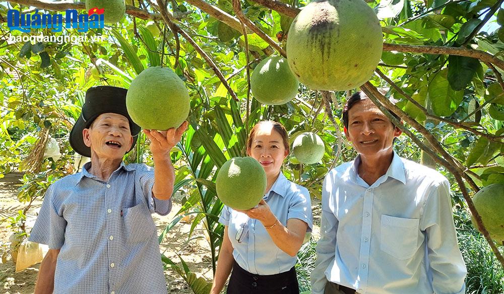 Tái cơ cấu quy trình sản xuất nông nghiệp