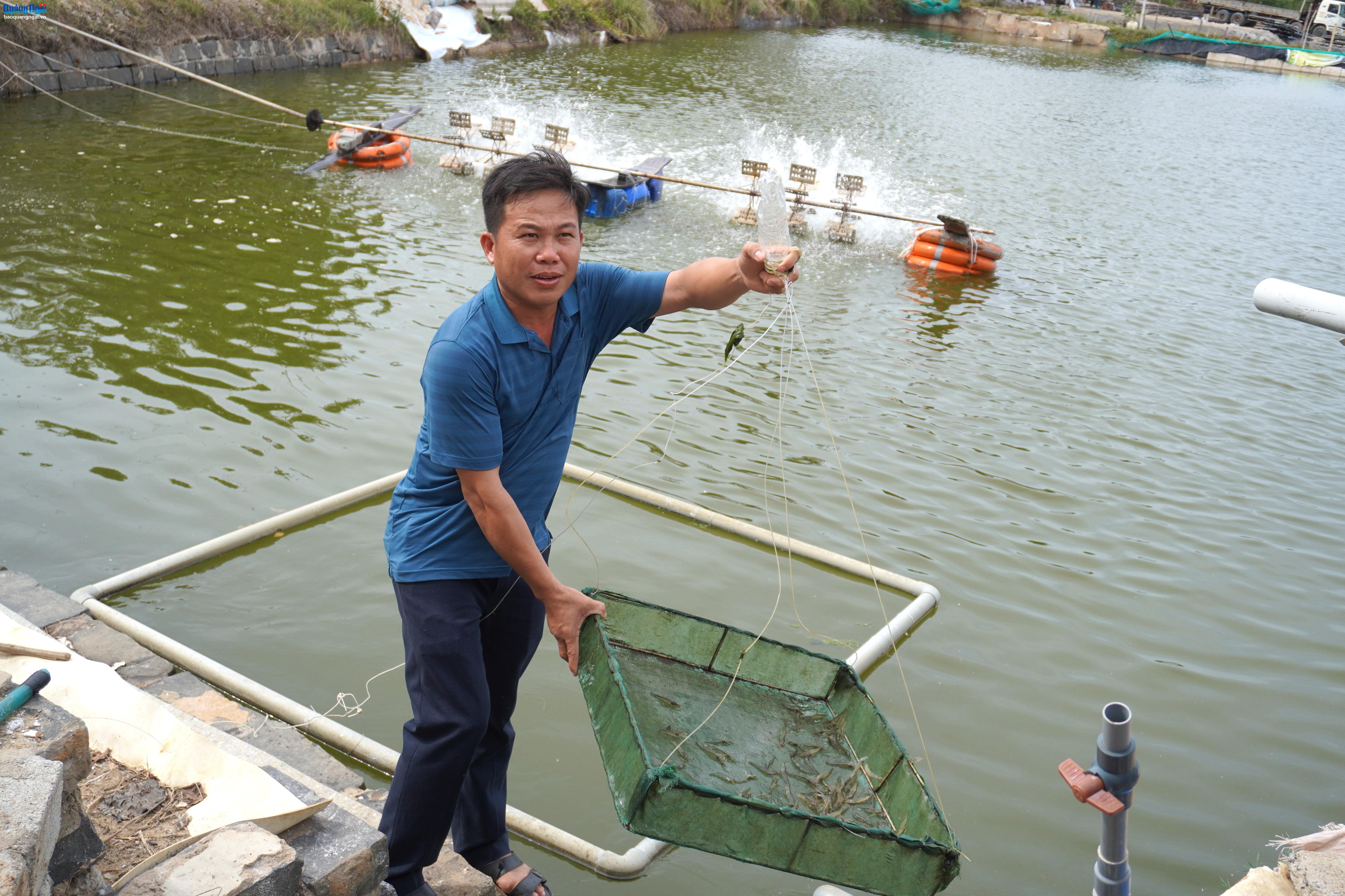 Nuôi tôm thẻ chân trắng trong ao đất: Hiệu quả từ cách làm khác biệt
