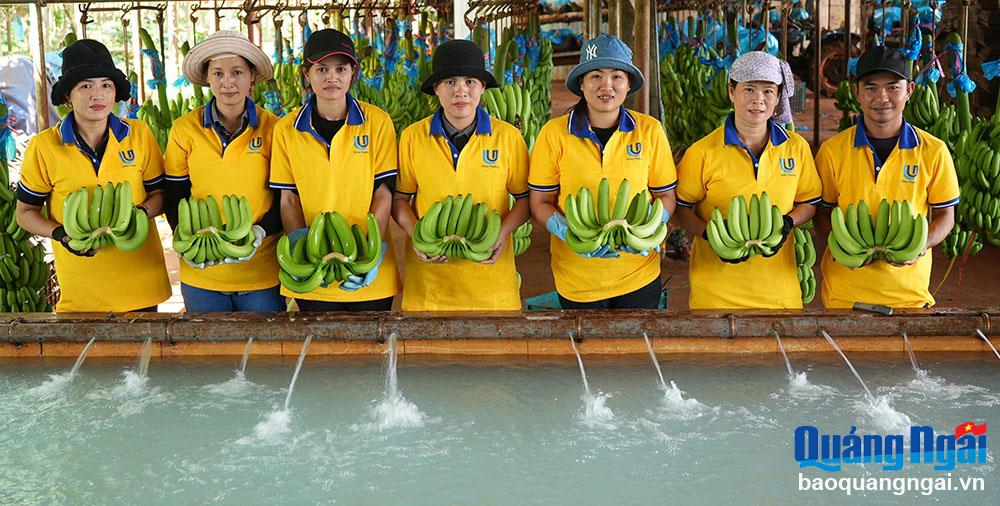 Người Đức Phổ trồng chuối ở tỉnh Bình Phước